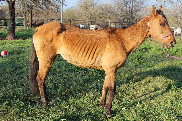 Dunella